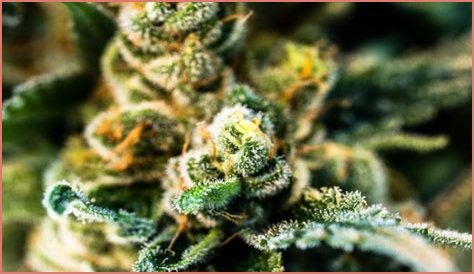 Redhead Sweets: A Comprehensive Guide To Delightful Treats